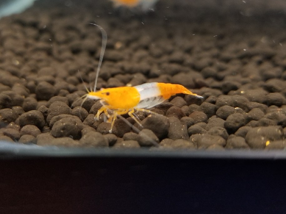 Orange Rili Shrimp - For Sale The Shrimp Farrm