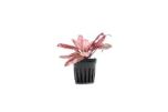 Cryptocoryne Pink Flamingo - Single