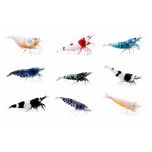 Assorted Caridina freshwater shrimp varieties isolated on a white background, including Crystal Red, Blue Bolt, Panda, King Kong, Tiger, and other ornamental Caridina shrimp from The Shrimp Farm