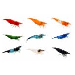 A pack of 10 assorted Neocaridina shrimp, including different colors and patterns