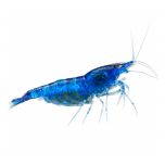 Blue Dream Shrimp (Neocaridina davidi) on a white background showing deep blue coloration and berried female carrying eggs.