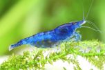 A single Blue Dream shrimp swimming in a well-maintained freshwater aquarium. Its striking blue coloration stands out against the green of the plants.