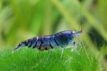 A single Blue Tiger Orange Eye shrimp swimming in a well-maintained freshwater aquarium. Its striking blue coloration and orange eyes are highlighted against the green of the plants.