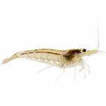 Neocaridina Cleaner Shrimp isolated on a white background, showing its translucent body and algae-eating freshwater aquarium shrimp characteristics.