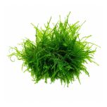 Java Moss aquarium plant on white background