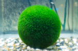 A spherical shaped ball of live moss, perfect for adding natural beauty to your tank.