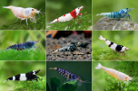 A pack of 10 assorted Caridina shrimp, including different colors and patterns.