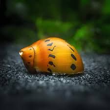 3 Tiger Nerite Snails