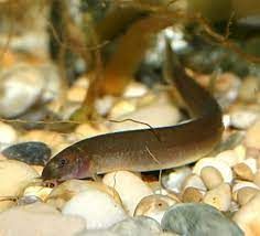 3 Black Kuhli Loaches