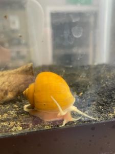 1 Gold Mystery Snail - Pomacea Bridgesii