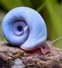 Blue Ramshorn Snails  