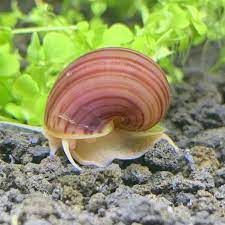 1 Purple Albino Mystery Snail - Pomacea Bridgesii