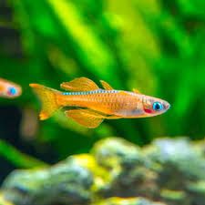 3 Red Neon Blue Eye Rainbowfish (Pseudomugil Luminatus) 
