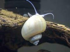 1 Ivory Mystery Snail - Pomacea Bridgesii