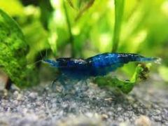 5 Blue Rili Shrimp 