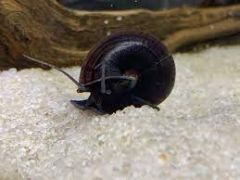 1 Black Mystery Snail - Pomacea Bridgesii