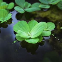 Dwarf Water Lettuce (Pistia Stratiotes) - 3 plants