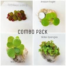 Floating Plants Combo Pack (Red Root Floater, Water Lettuce, Amazon Frogbit, Water Spangles)