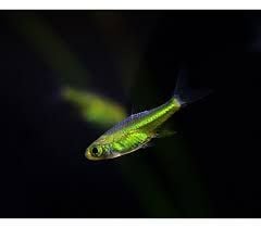 3 Green Kubotai Rasboras (MICRODEVARIO KUBOTAI) 