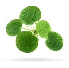 Amazon Frogbit floating aquarium plant for shrimp tanks