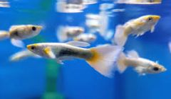 Champagne Jam Guppy