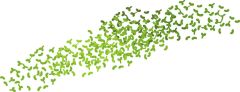 Duckweed floating aquarium plant for sale at the shrimp farm