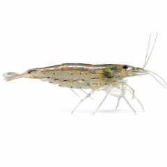 Amano shrimp (Caridina multidentata) on a white background for freshwater planted aquariums and natural algae control.