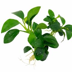 Anubias Nana Petite freshwater aquarium plant with healthy dark green leaves and roots isolated on a white background.