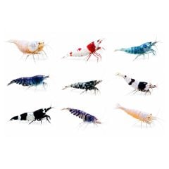 Assorted Caridina freshwater shrimp varieties isolated on a white background, including Crystal Red, Blue Bolt, Panda, King Kong, Tiger, and other ornamental Caridina shrimp from The Shrimp Farm