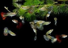 Assorted guppies live fish colorful freshwater aquarium guppies