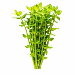 Healthy live Bacopa Caroliniana aquarium plant bunch isolated on a white background.