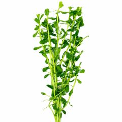Bacopa monnieri aquarium plant in freshwater tank