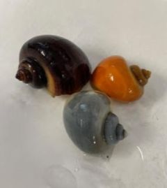 Assorted Mystery Snails - 3 Pack