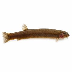 Black kuhli loach (Pangio oblonga) resting on aquarium substrate