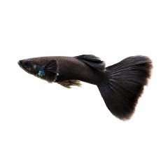 Black Moscow Guppy isolated on white background with flowing black tail fins and realistic coloration