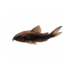 Black Venezuelan Cory catfish isolated on white background for freshwater aquarium setup