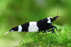 A single Black King Kong Panda shrimp swimming in a well-maintained freshwater aquarium. It has a unique and attractive black and white coloration, and it is for sale in an aquatic store