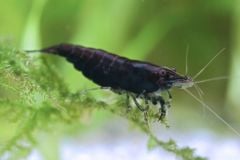 A single Black Rose shrimp swimming in a well-maintained freshwater aquarium. The shrimp's striking black coloration stands out against the green of the plants.