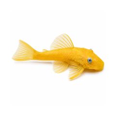 Blue Eye Lemon Bristlenose Pleco L144 on white background for sale at The Shrimp Farm