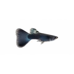 Alt Text: Blue Moscow guppy breeding pair isolated on white background for freshwater aquarium fish sale