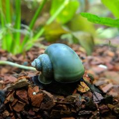 Blue Mystery Snail in planted tank