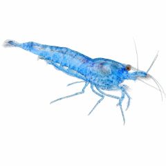 Blue Velvet Shrimp (Neocaridina davidi) isolated on a pure white background showing vibrant blue coloration and translucent body, available from The Shrimp Farm