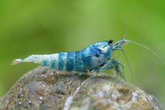 A single Blue Bolt shrimp swimming in a well-maintained freshwater aquarium. Its striking blue coloration stands out against the green of the plants and brown of the substrate.