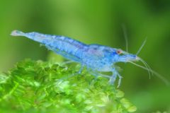 A single Blue Velvet shrimp swimming in a well-maintained freshwater aquarium. Its striking blue coloration stands out against the green of the plants.