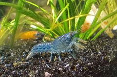 Blue brazos dwarf crayfish peacefully standing in a freshwater aquarium for sale at The Shrimp Farm.