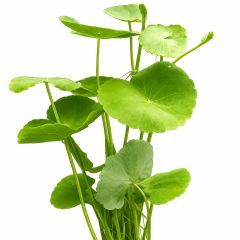 Brazilian Pennywort (Hydrocotyle leucocephala) aquarium plant with round green leaves isolated on a white background