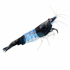 Carbon Rili Shrimp (Neocaridina davidi) isolated on a white background for sale at The Shrimp Farm.