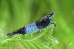 A single Carbon Rili shrimp swimming in a well-maintained freshwater aquarium. Its striking black and blue coloration stands out against the green of the plants.