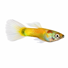 Champagne Jam Guppy