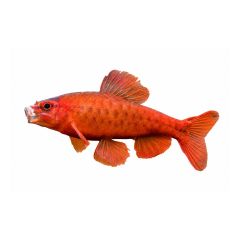 Male cherry barb fish (Puntius titteya) isolated on white background for freshwater aquarium